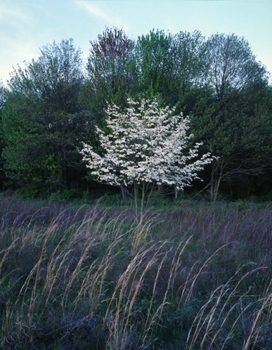 Flowering Dogwood, Great Swamp National Wildlife Refuge, NJ (MF).jpg